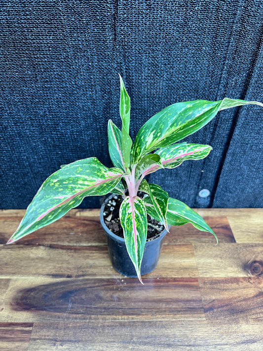 Aglaonema 'Pink Butterfly' Z12