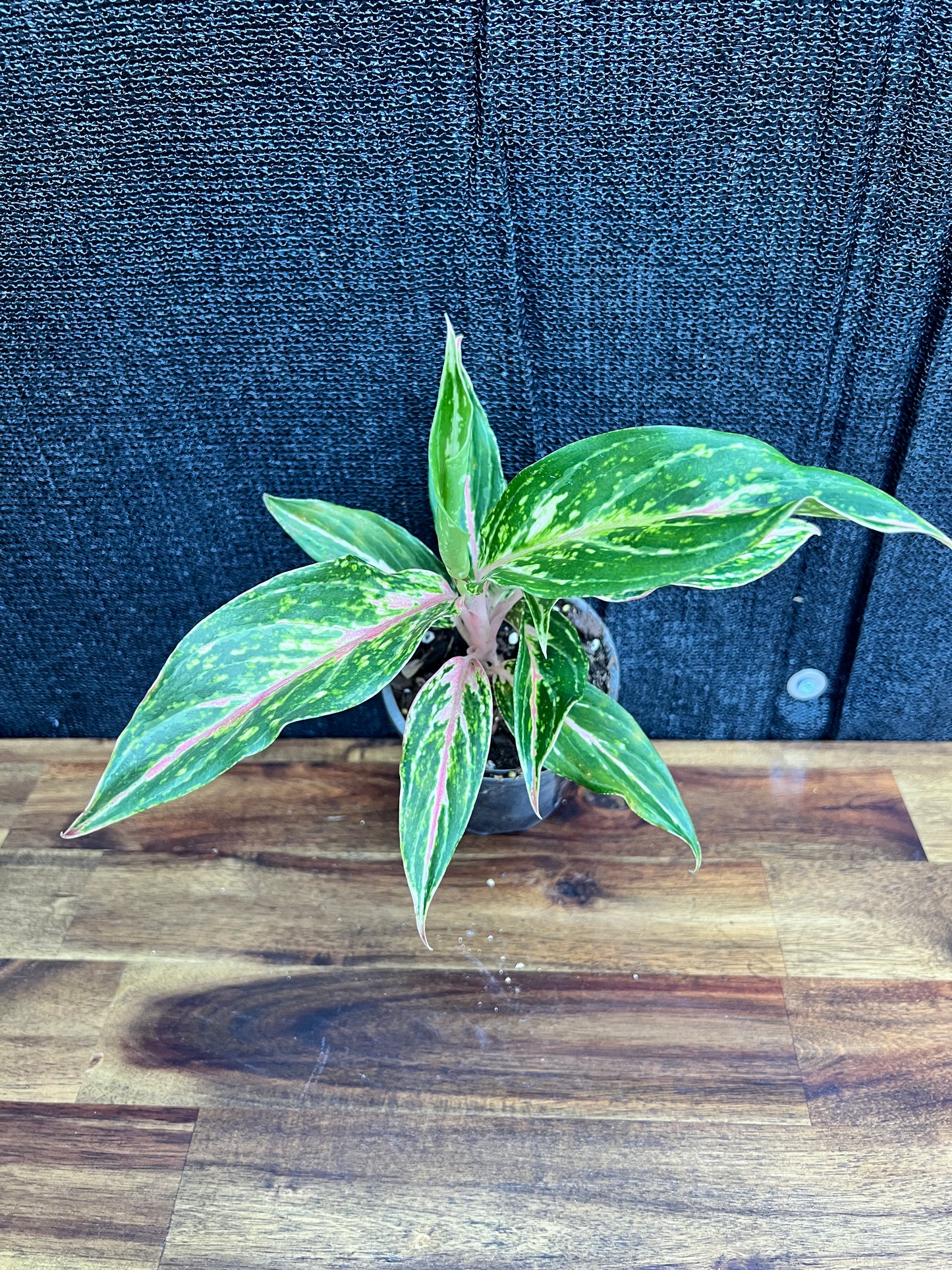 Aglaonema 'Pink Butterfly' Z12