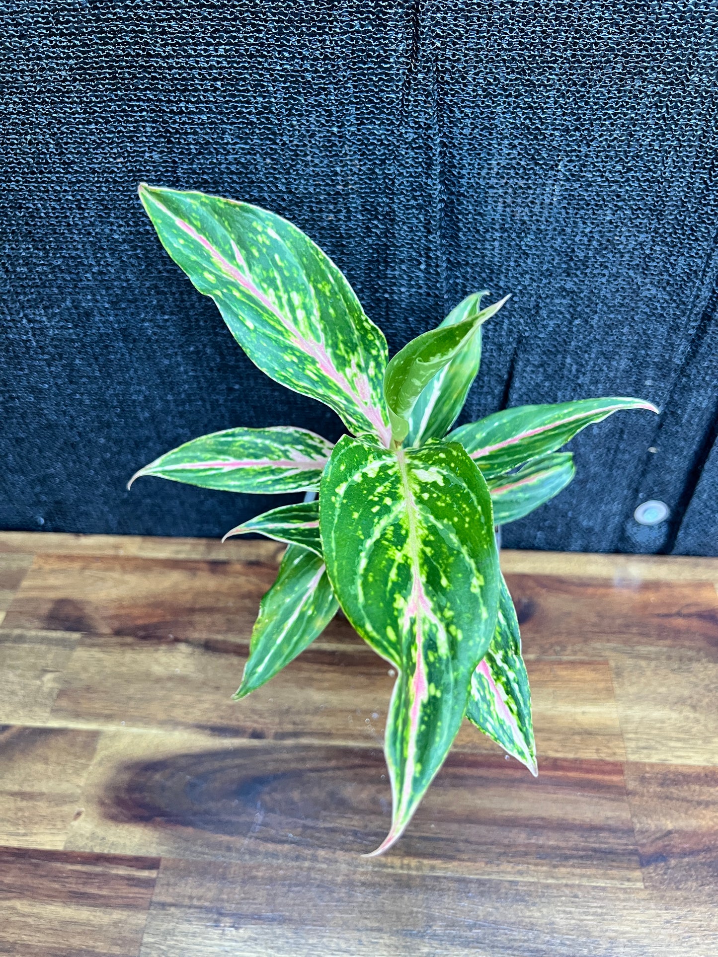 Aglaonema 'Pink Butterfly' Z12