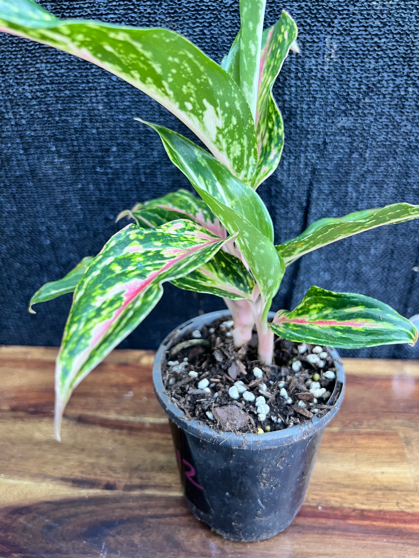 Aglaonema 'Pink Butterfly' Z12