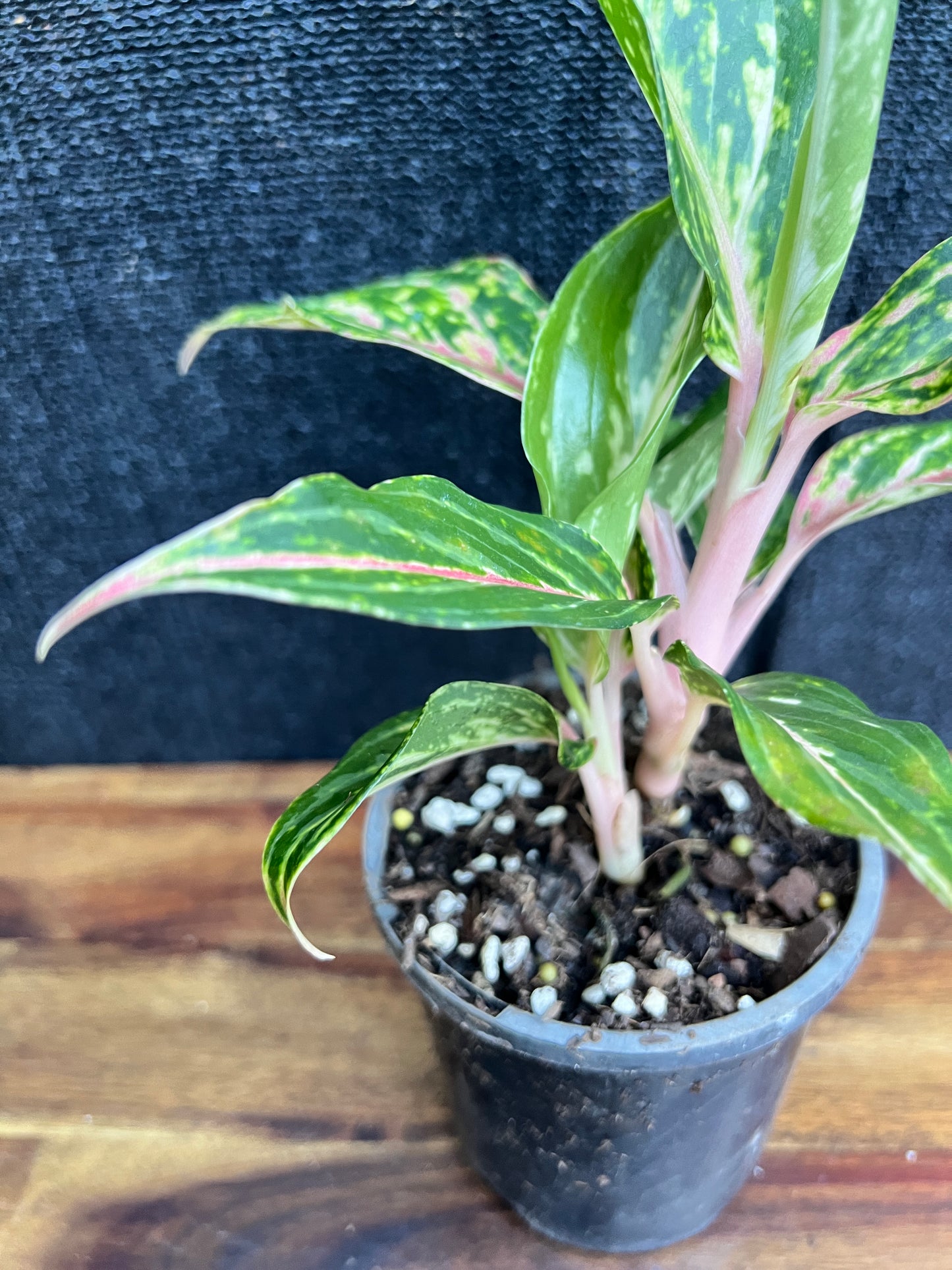 Aglaonema 'Pink Butterfly' Z12