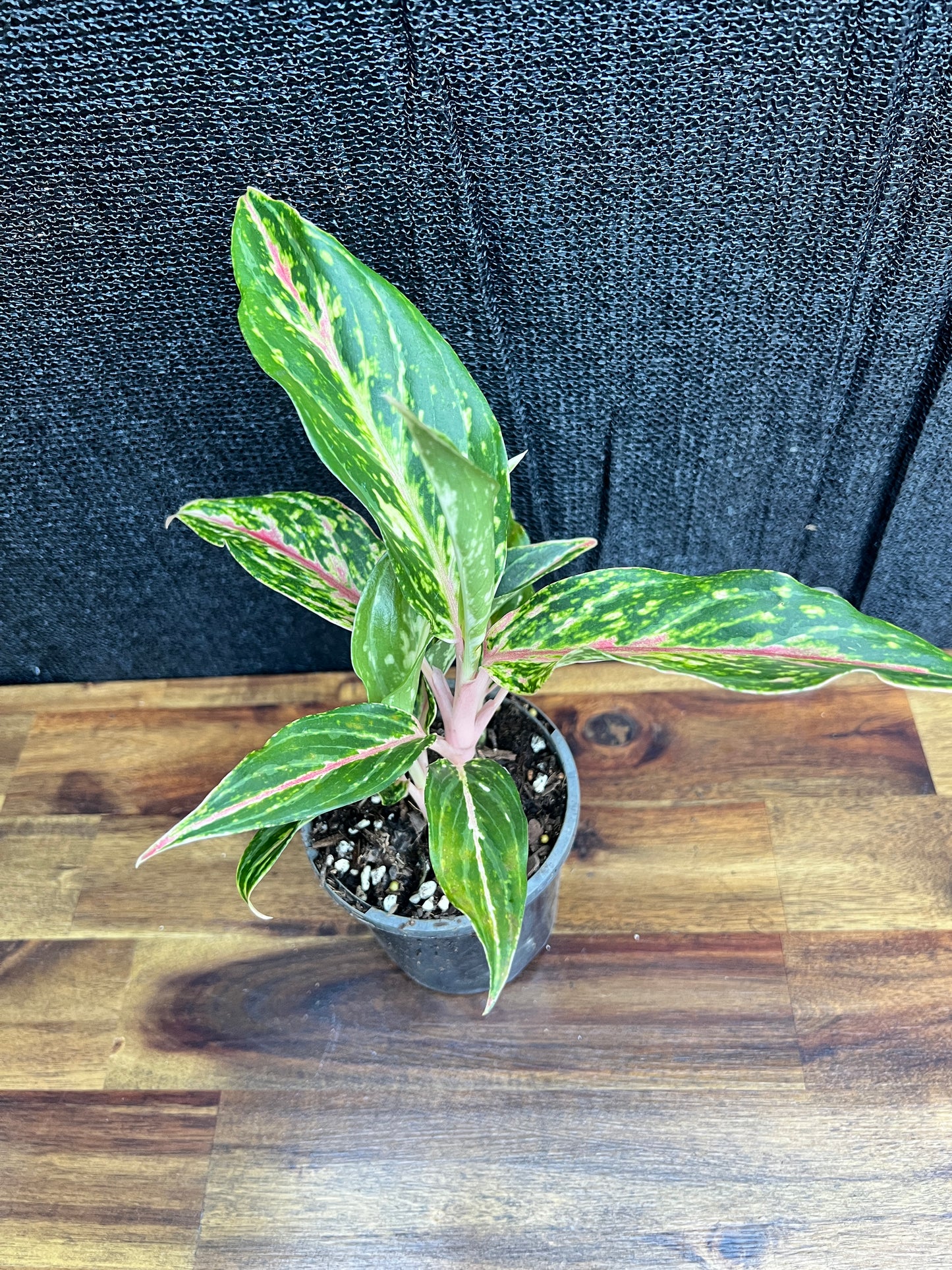 Aglaonema 'Pink Butterfly' Z12