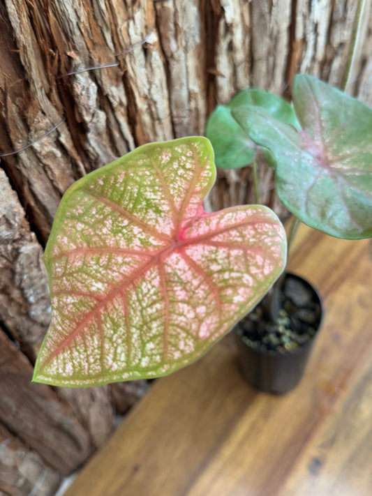 Caladium Burning Heart NOID K29