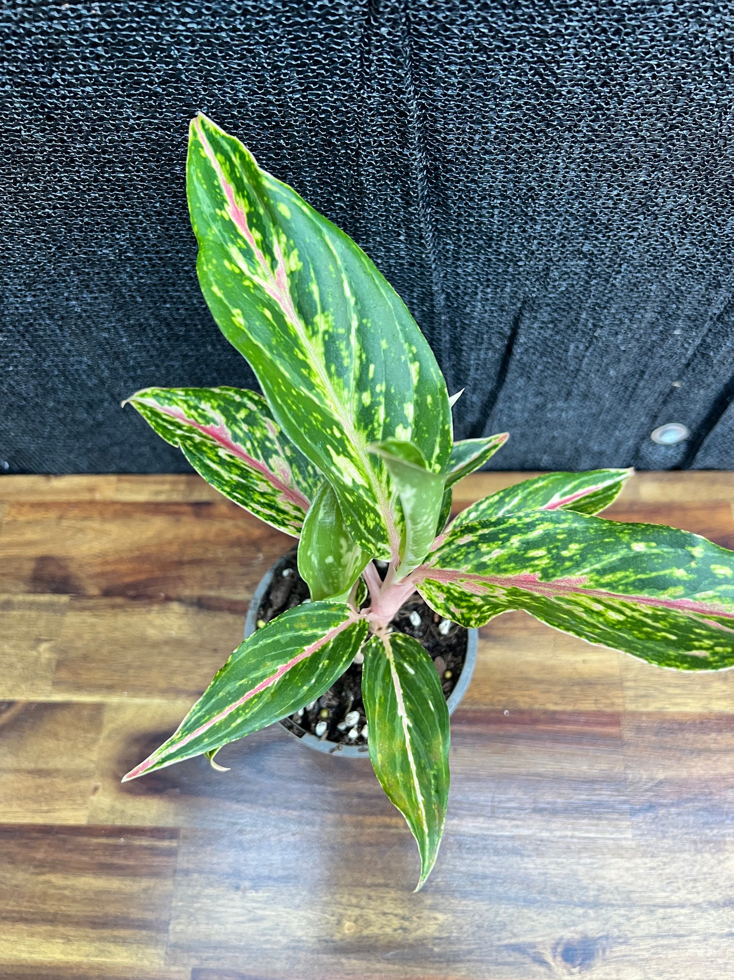 Aglaonema 'Pink Butterfly' Z12