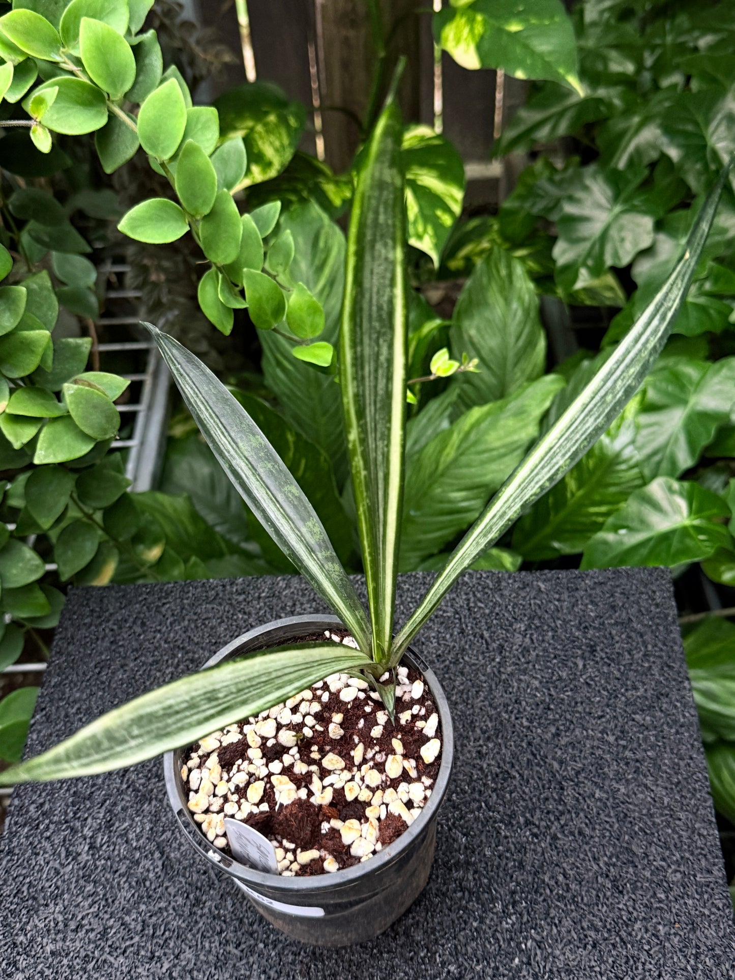 Sansevieria Bantel's Sensation K52