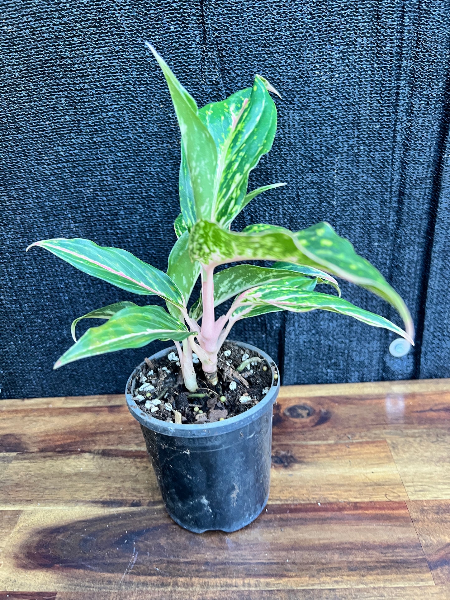 Aglaonema 'Pink Butterfly' Z12