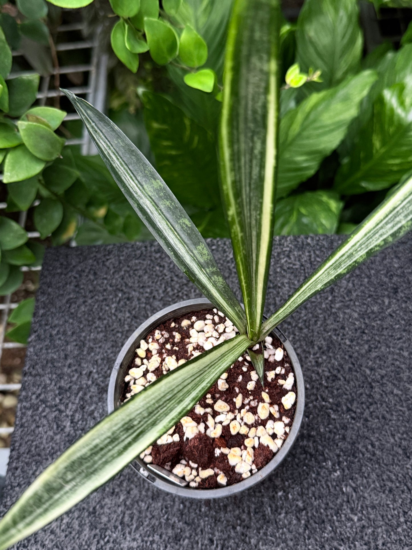 Sansevieria Bantel's Sensation K52