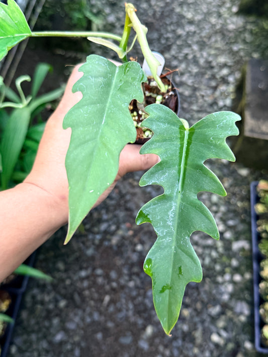 Philodendron 'Henderson's Delight' S9
