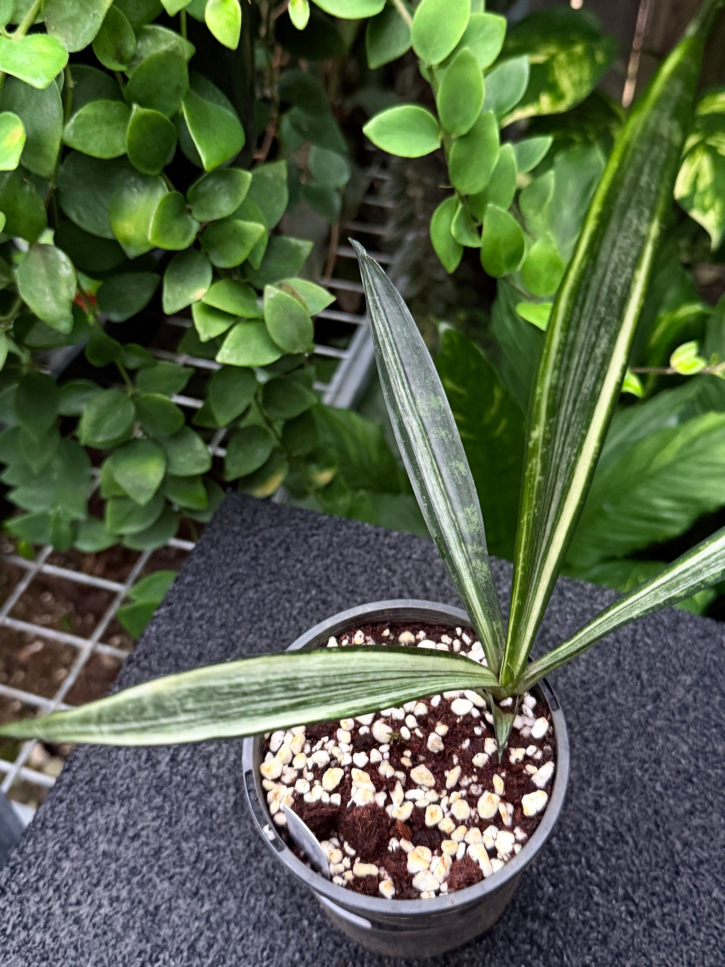 Sansevieria Bantel's Sensation K52