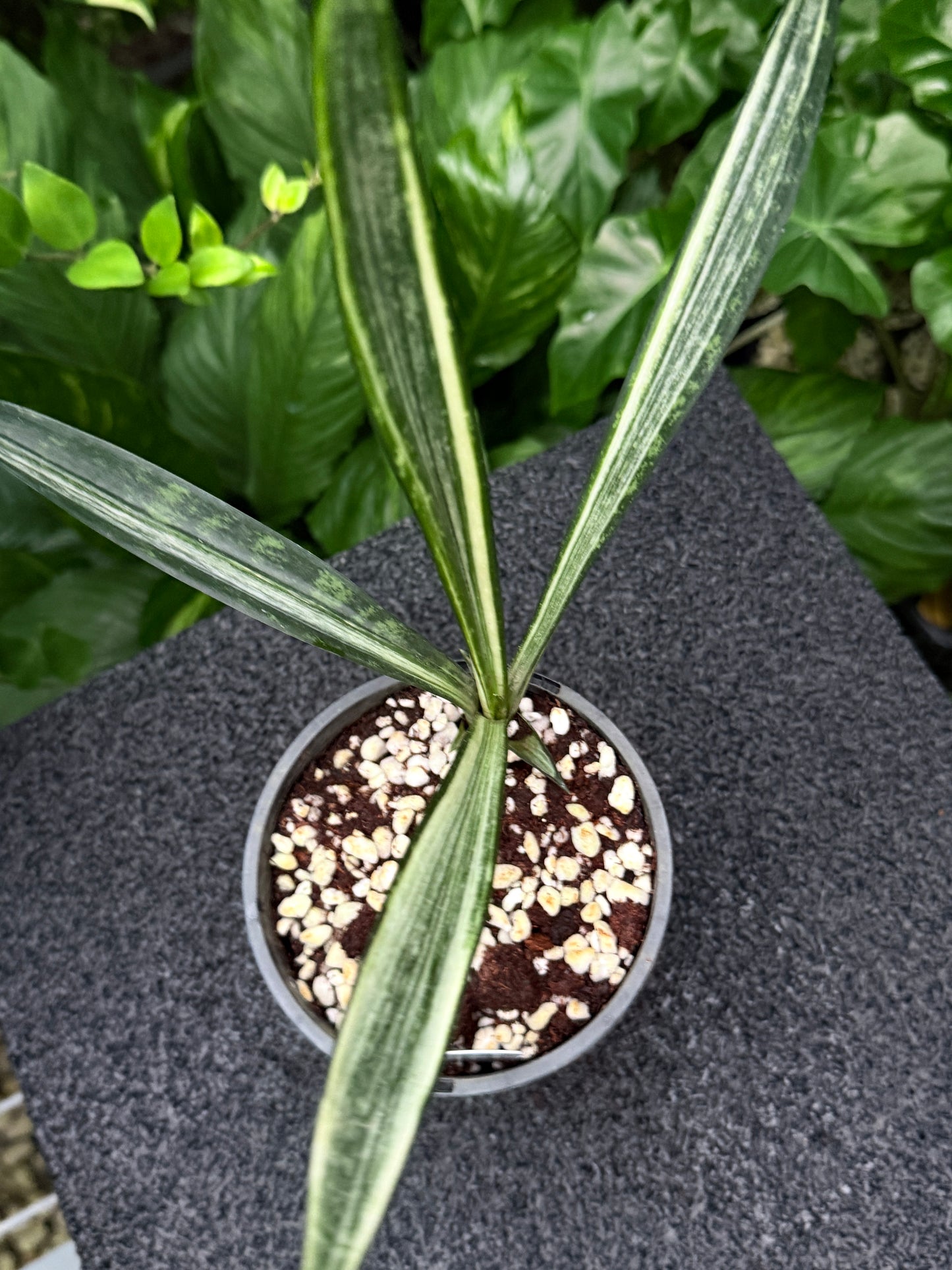 Sansevieria Bantel's Sensation K52