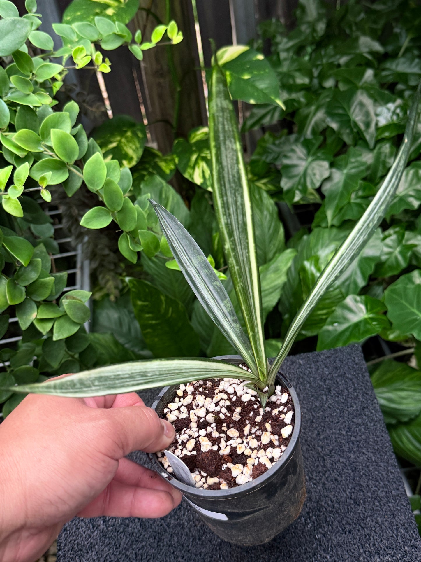Sansevieria Bantel's Sensation K52