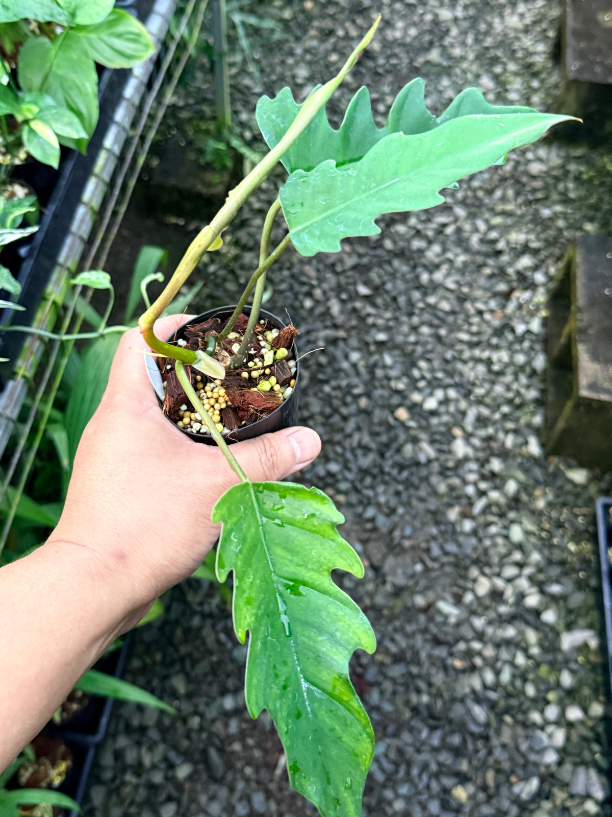 Philodendron 'Henderson's Delight' S9