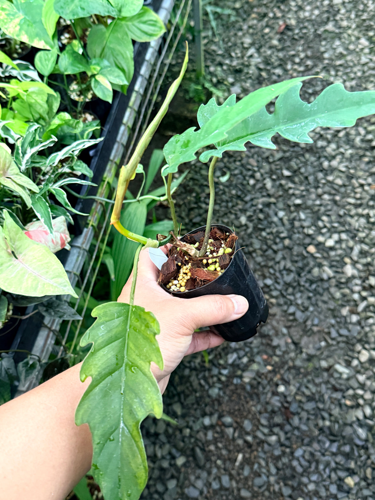 Philodendron 'Henderson's Delight' S9