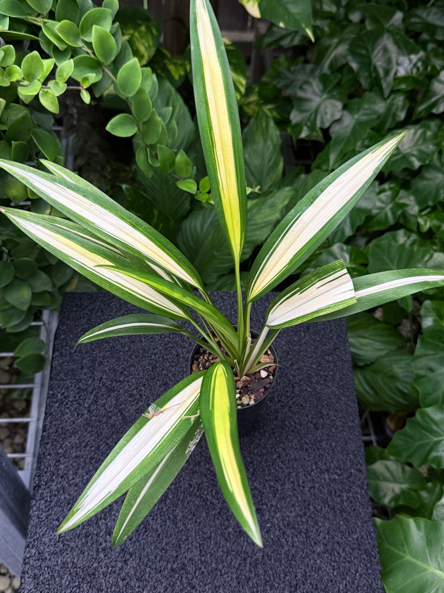 Chlorophytum capense Variegata aka 'Variegated Spider Plant' K54