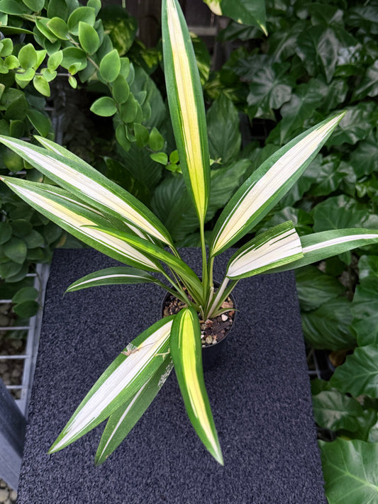 Chlorophytum capense Variegata aka 'Variegated Spider Plant' K54