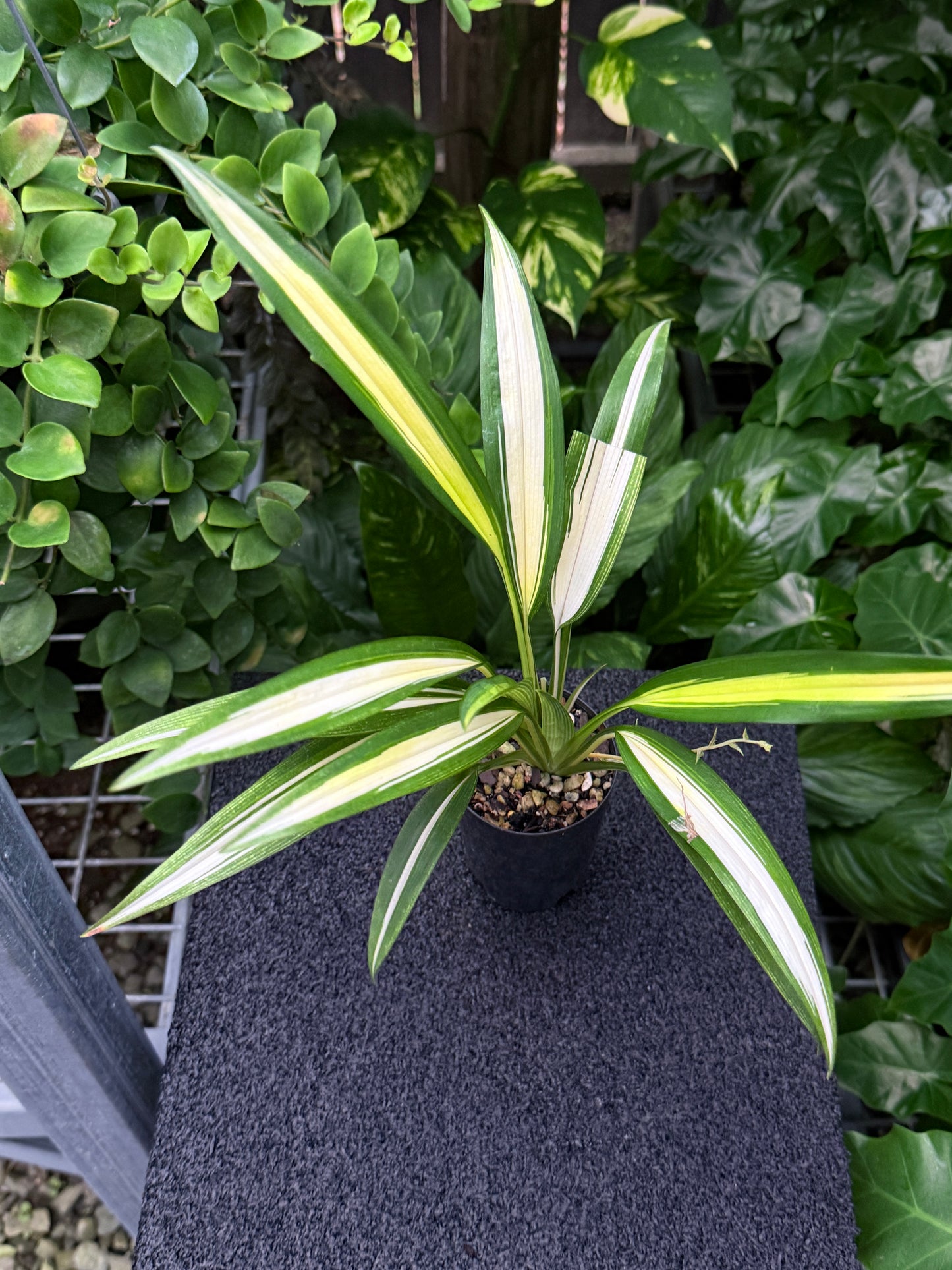 Chlorophytum capense Variegata aka 'Variegated Spider Plant' K54
