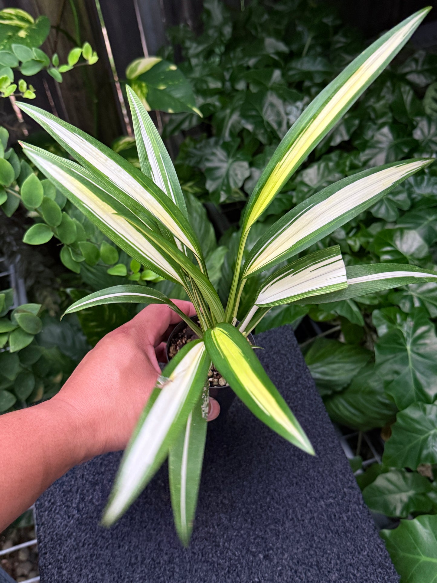 Chlorophytum capense Variegata aka 'Variegated Spider Plant' K54