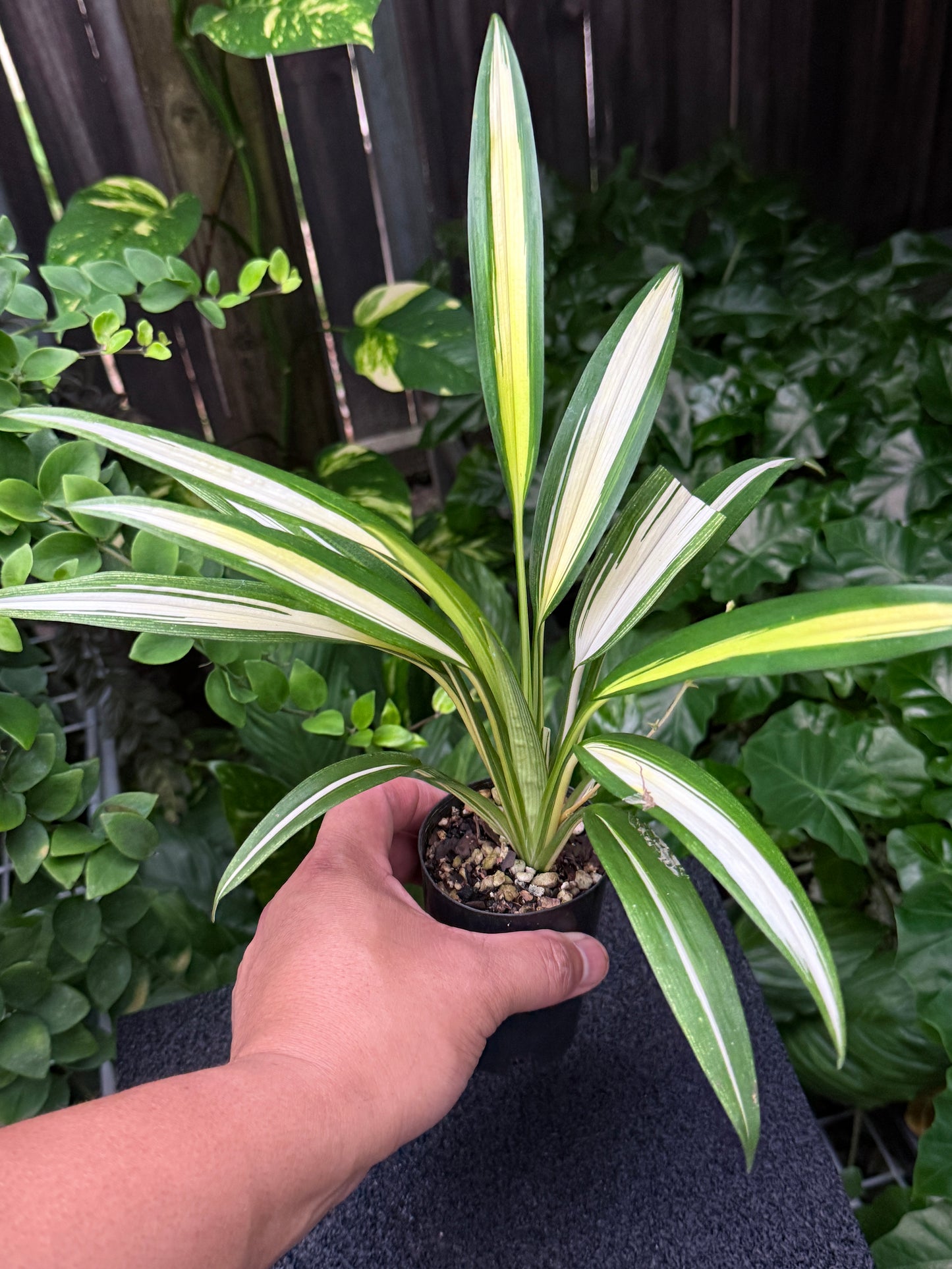 Chlorophytum capense Variegata aka 'Variegated Spider Plant' K54