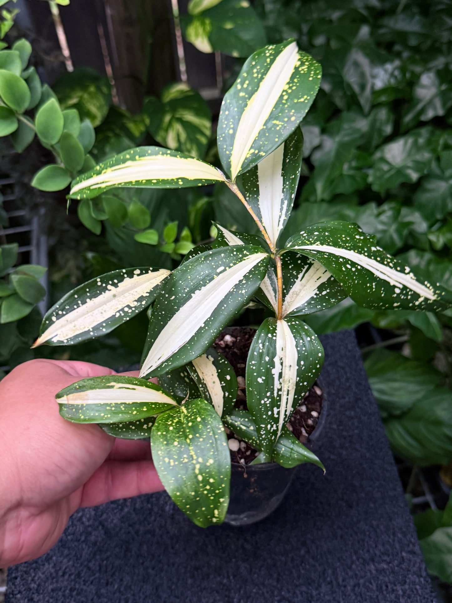 Dracaena 'Milky Way' K53