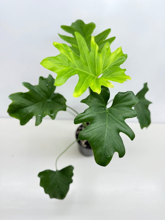 Philodendron Selloum Hope Z38