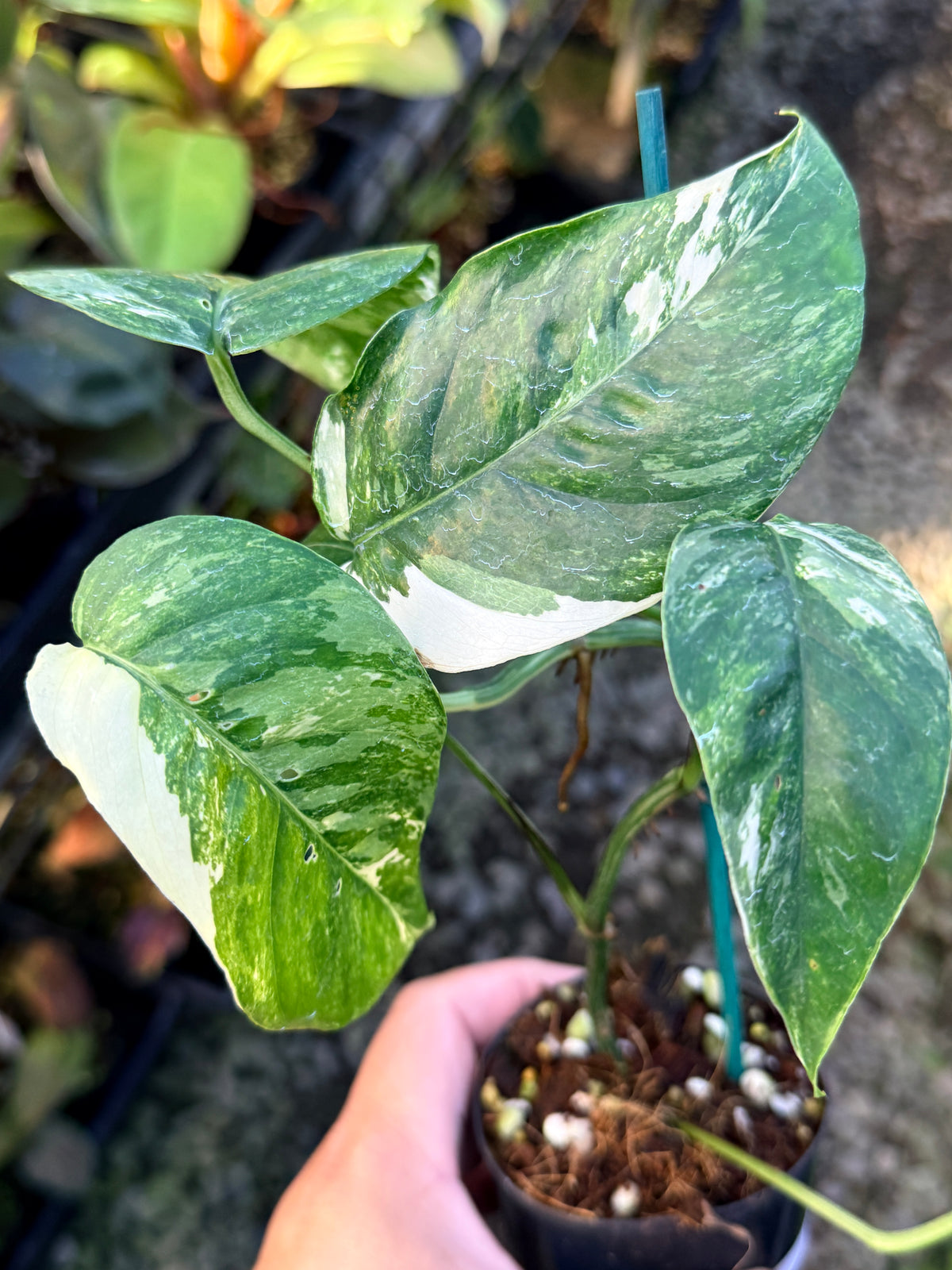 Epipremnum pinnatum 'Variegata' S12