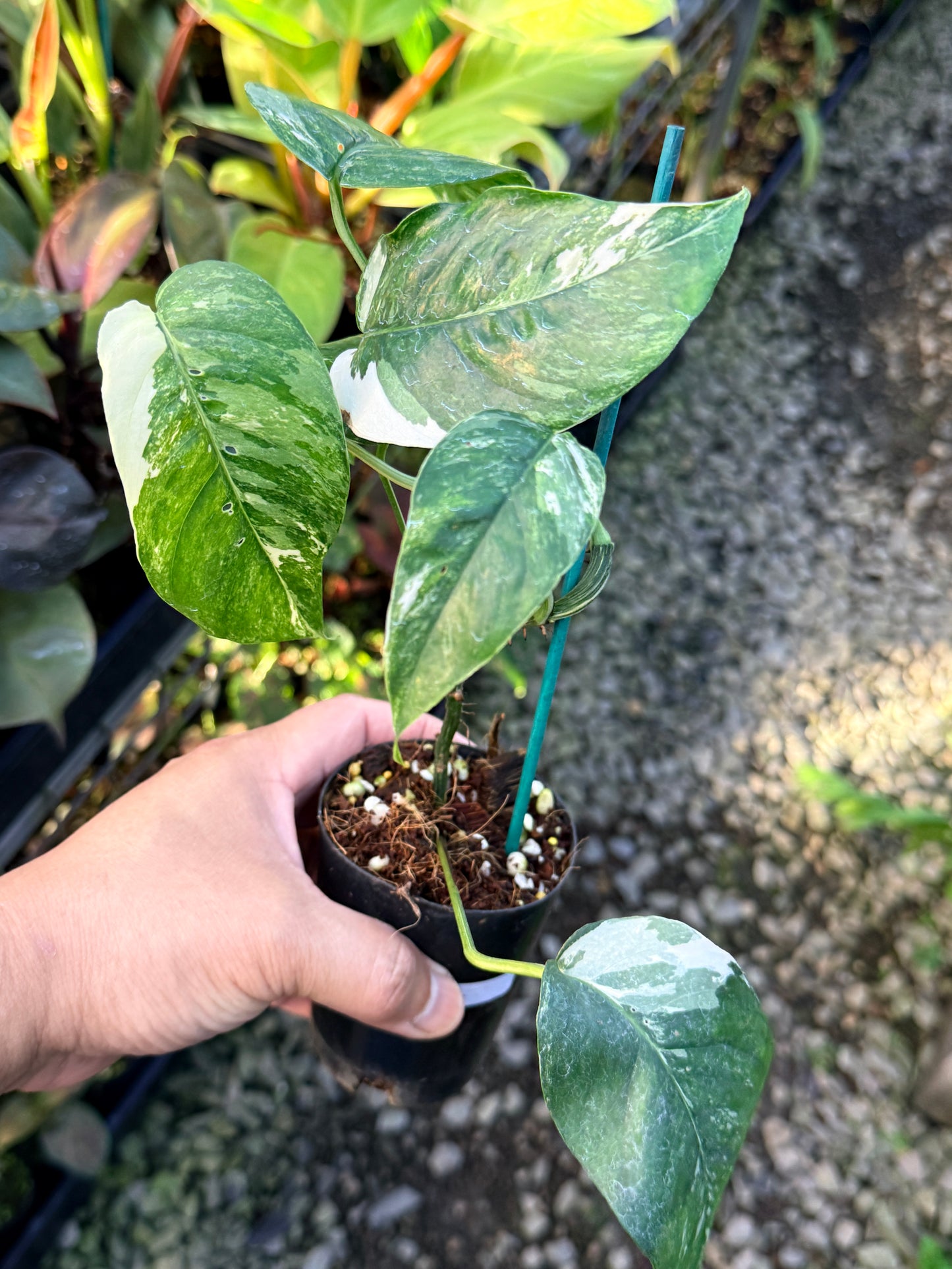 Epipremnum pinnatum 'Variegata' S12