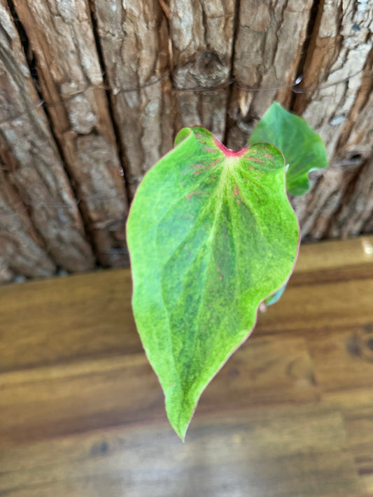 Caladium Bicolor Strap Leaf K33