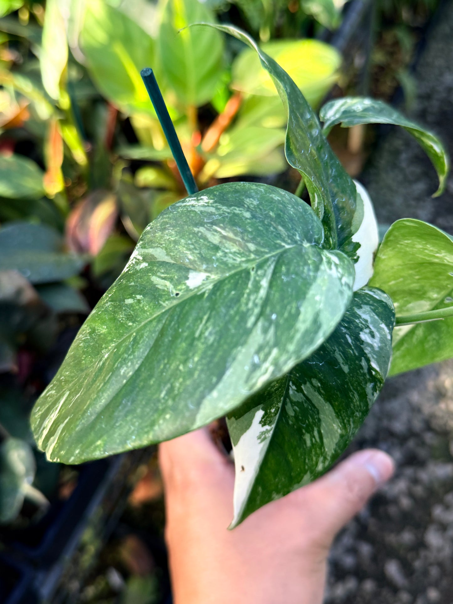 Epipremnum pinnatum 'Variegata' S12