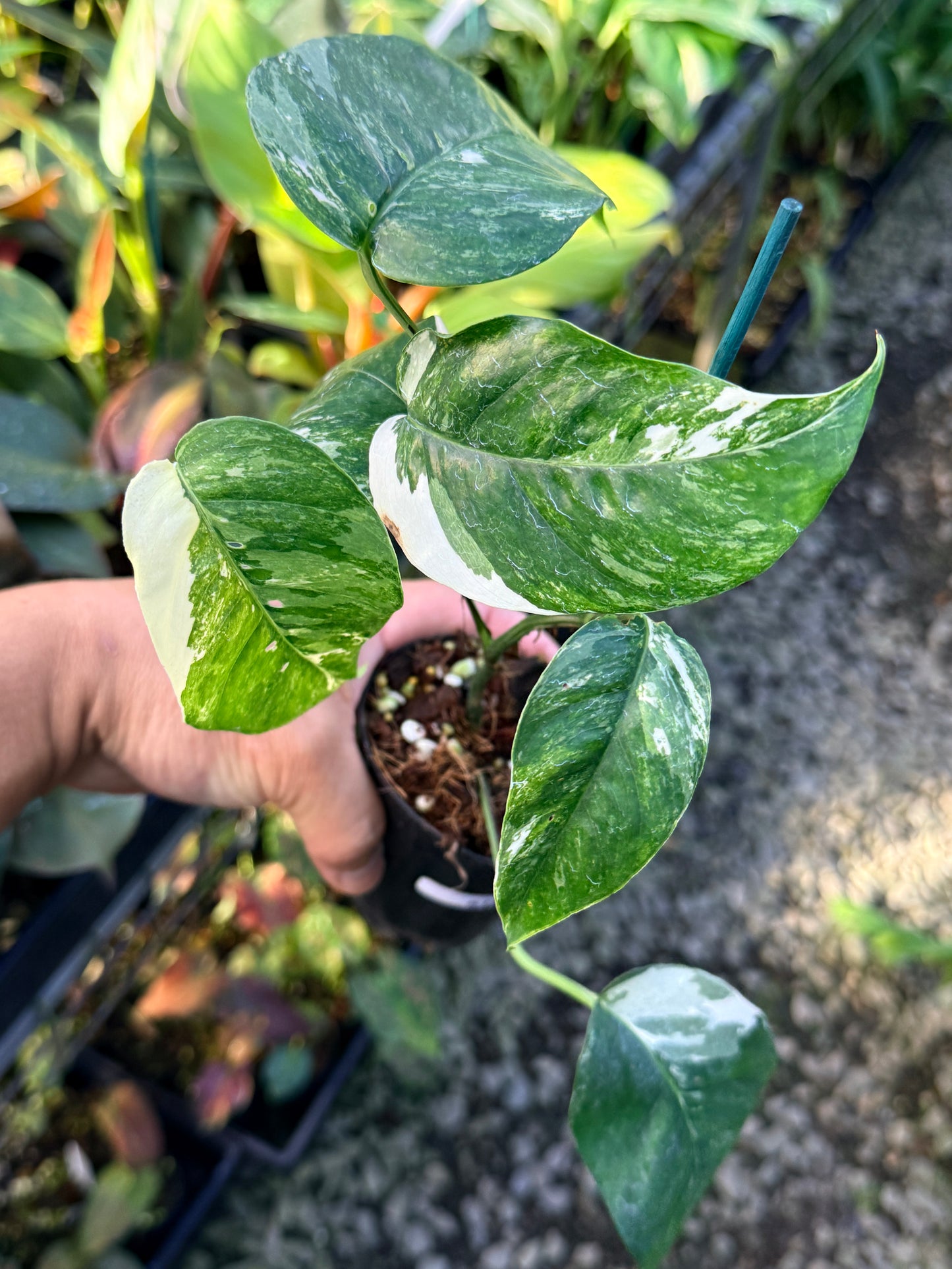 Epipremnum pinnatum 'Variegata' S12
