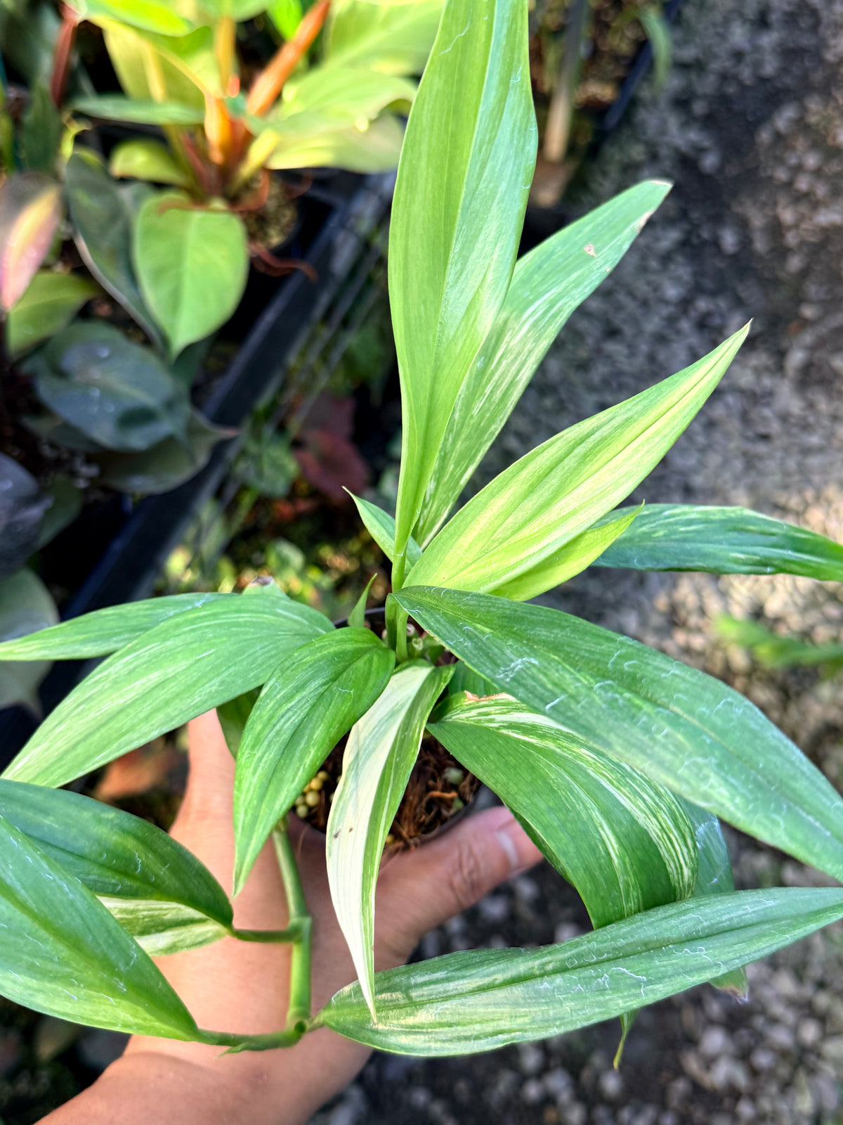 Epipremnum 'Amplissimum Albo' W38