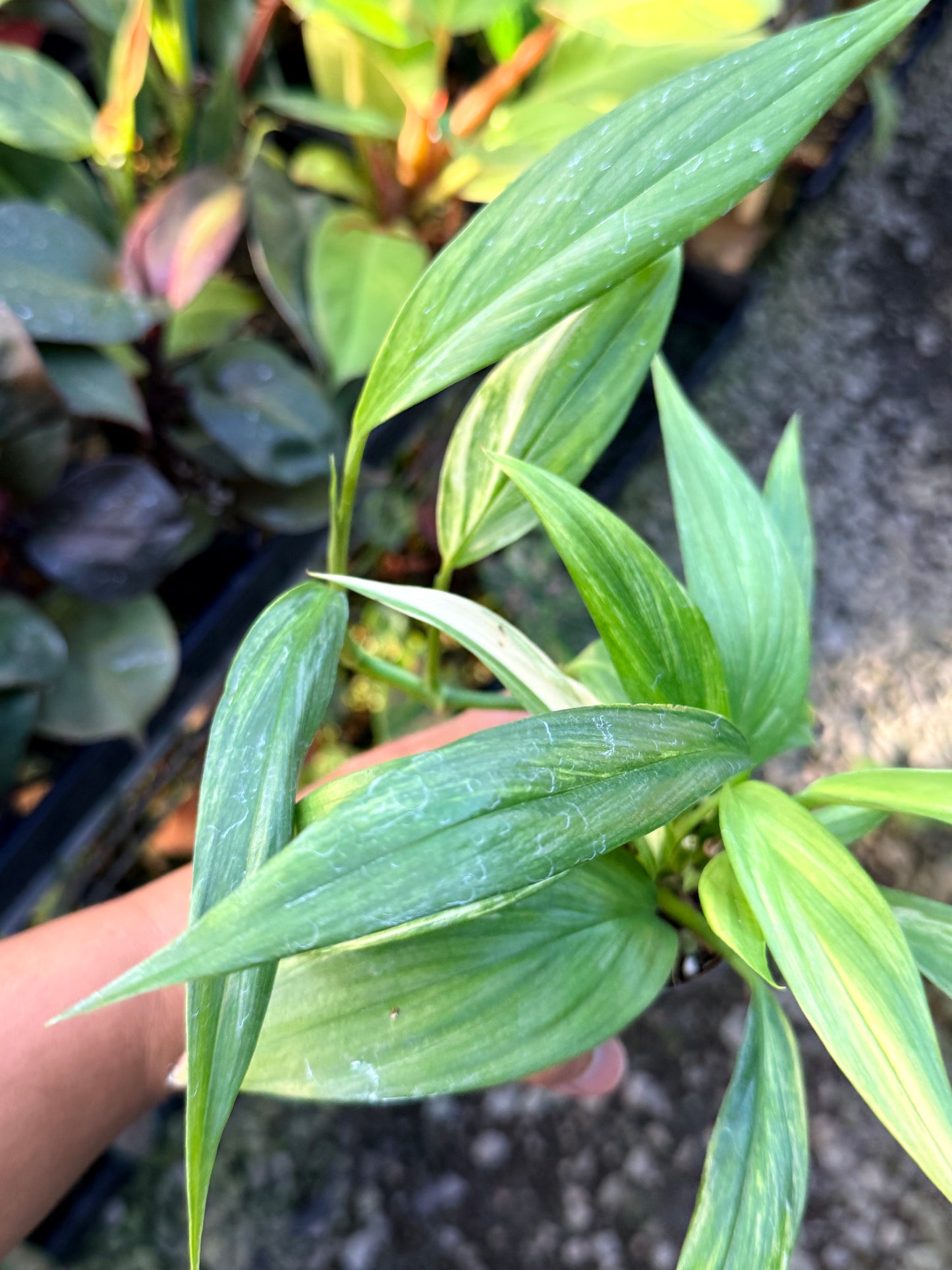 Epipremnum 'Amplissimum Albo' W38