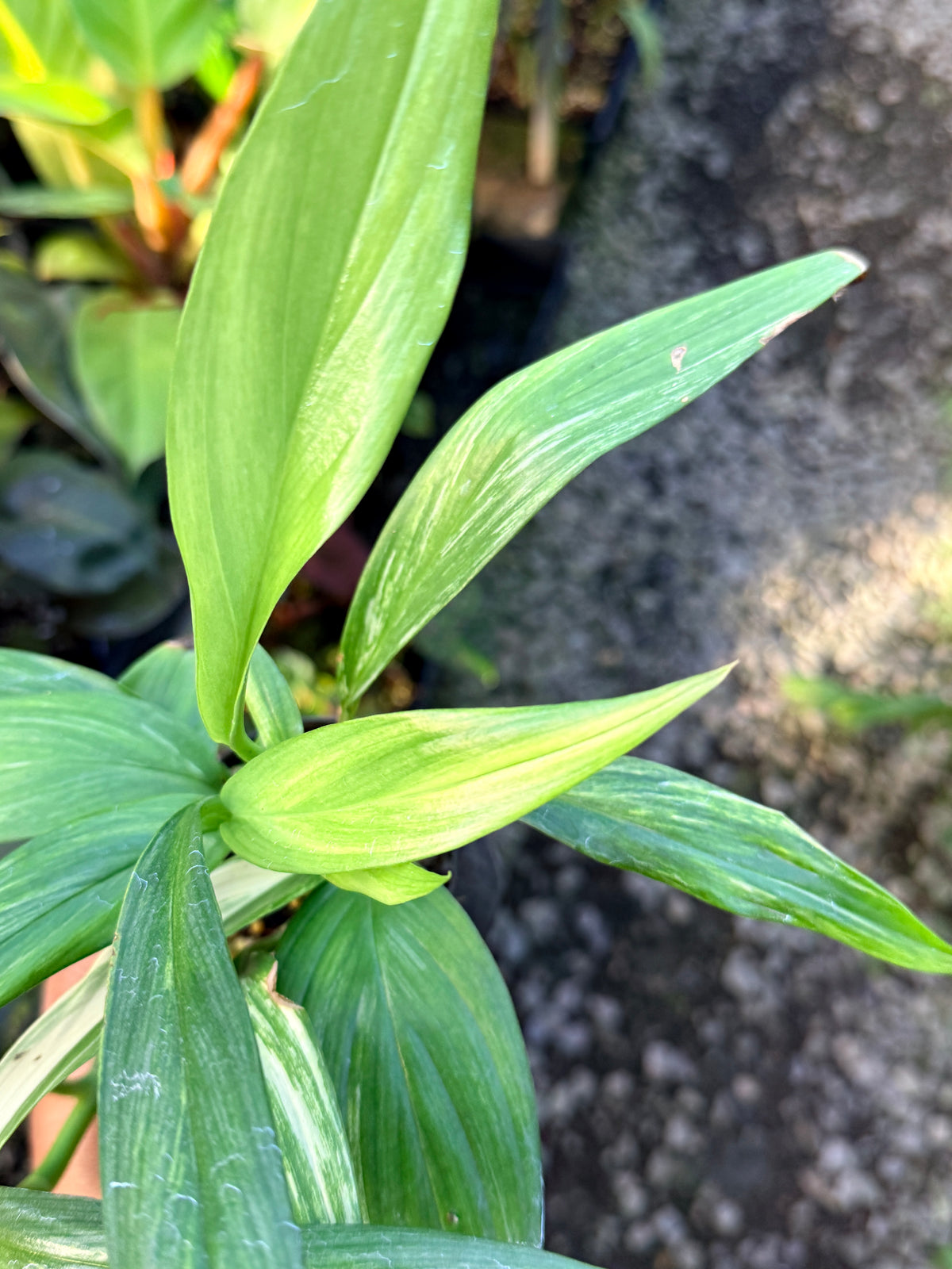 Epipremnum 'Amplissimum Albo' W38
