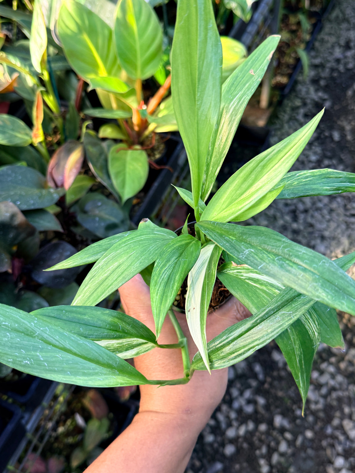 Epipremnum 'Amplissimum Albo' W38