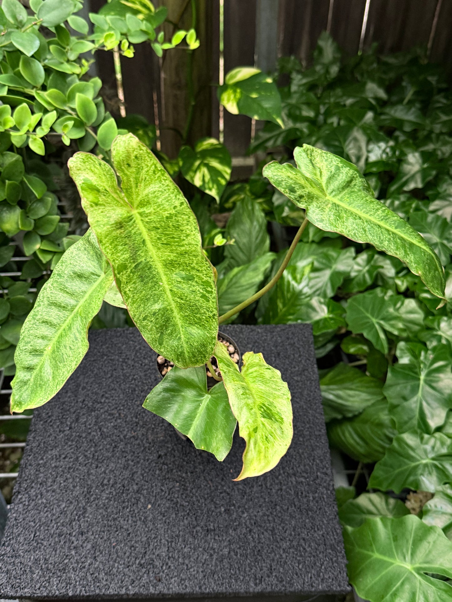 Philodendron 'Paraiso Verde' K55