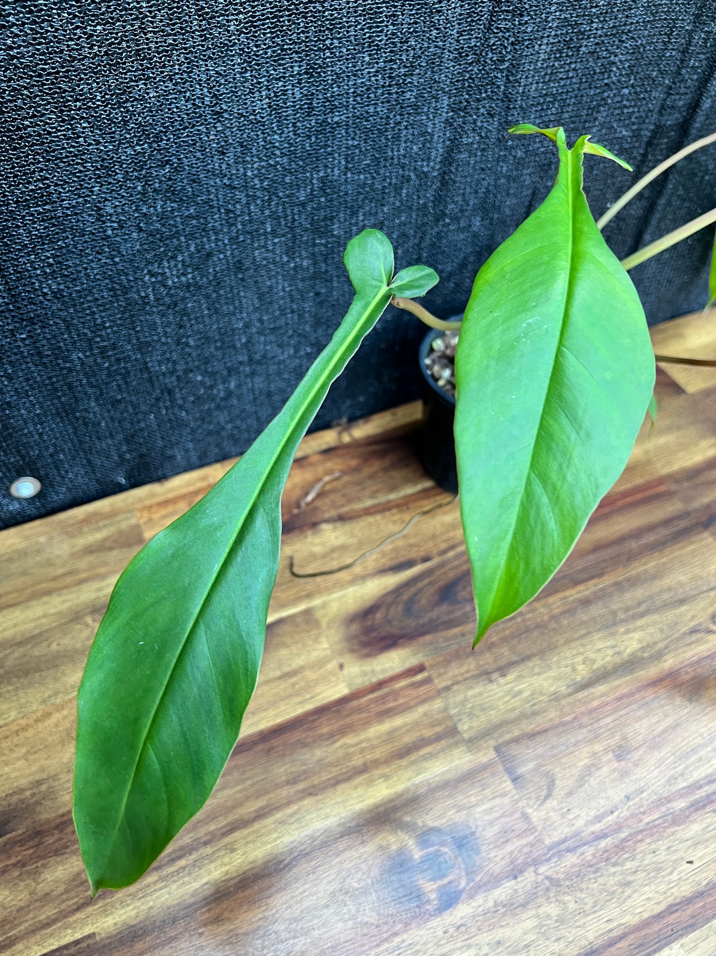 Philodendron 'Joepii' Z17