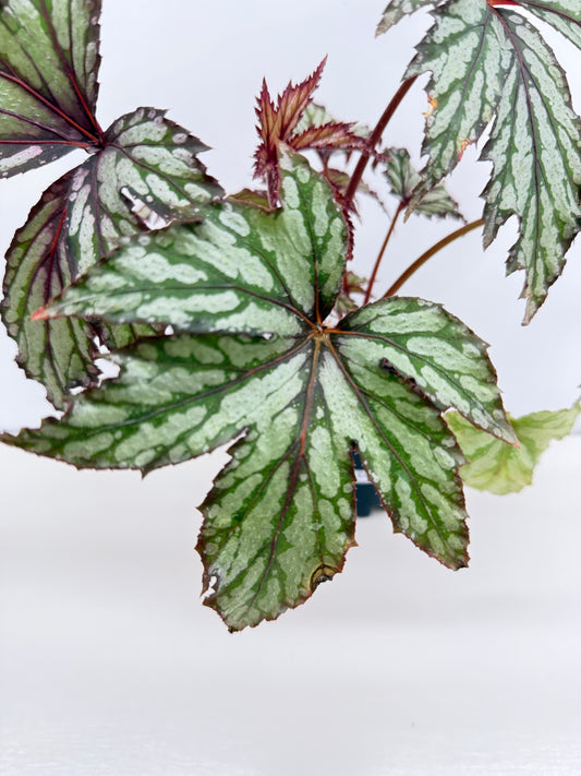 Begonia Benitochiba Z41