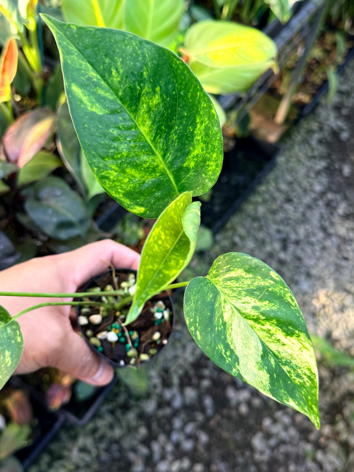 Epipremnum pinnatum 'Yellow Flame' M28
