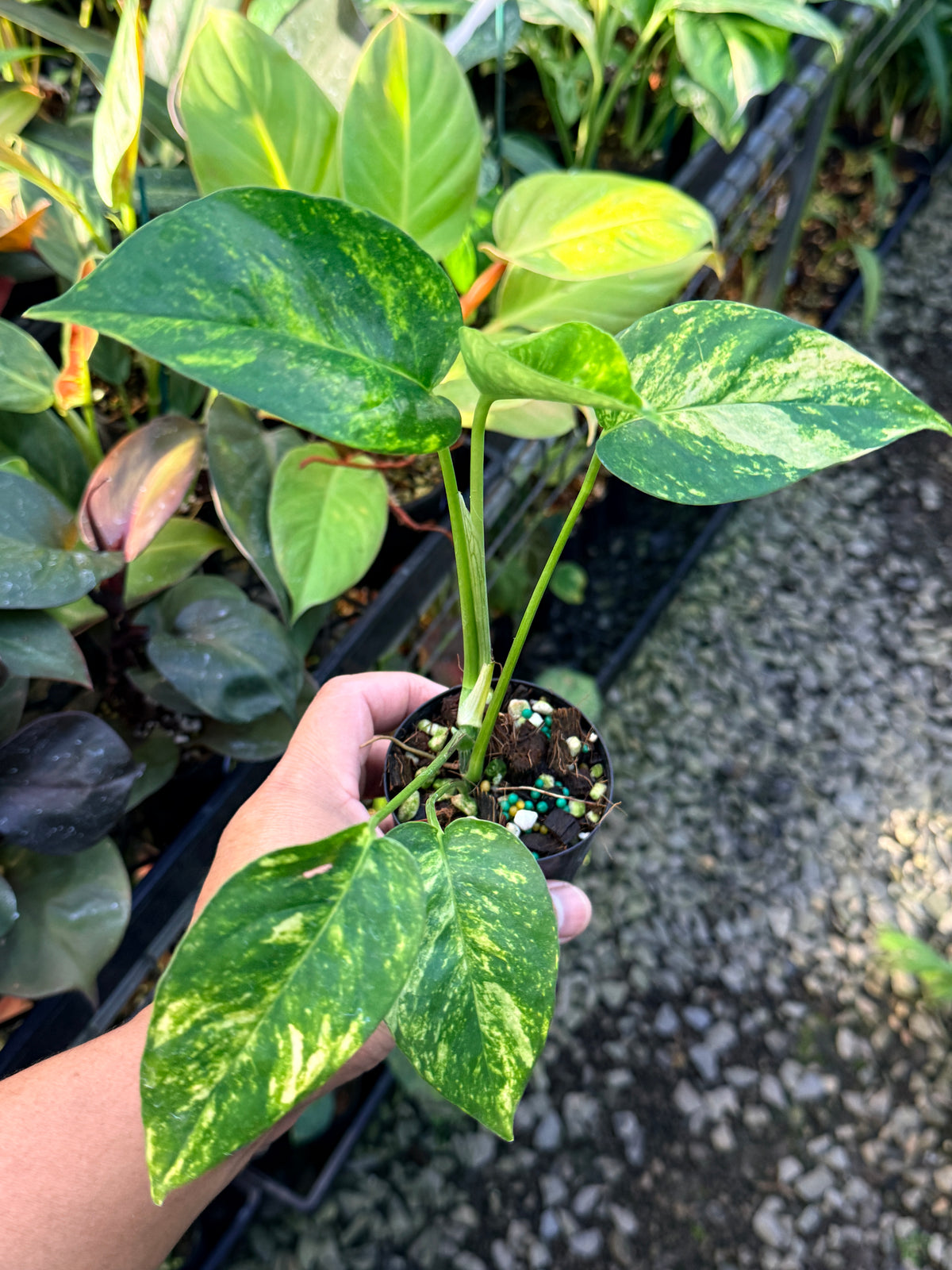 Epipremnum pinnatum 'Yellow Flame' M28