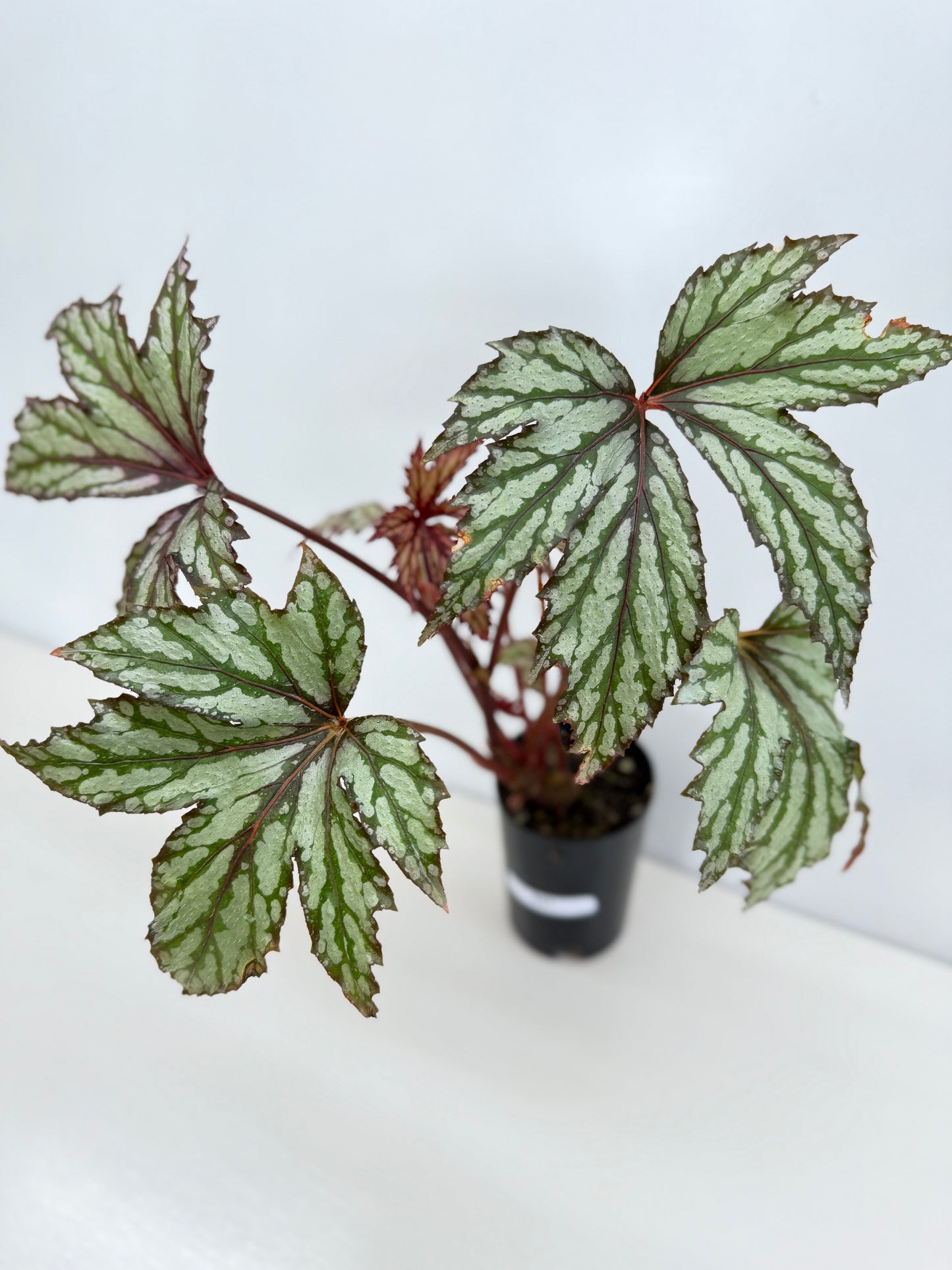 Begonia Benitochiba Z41