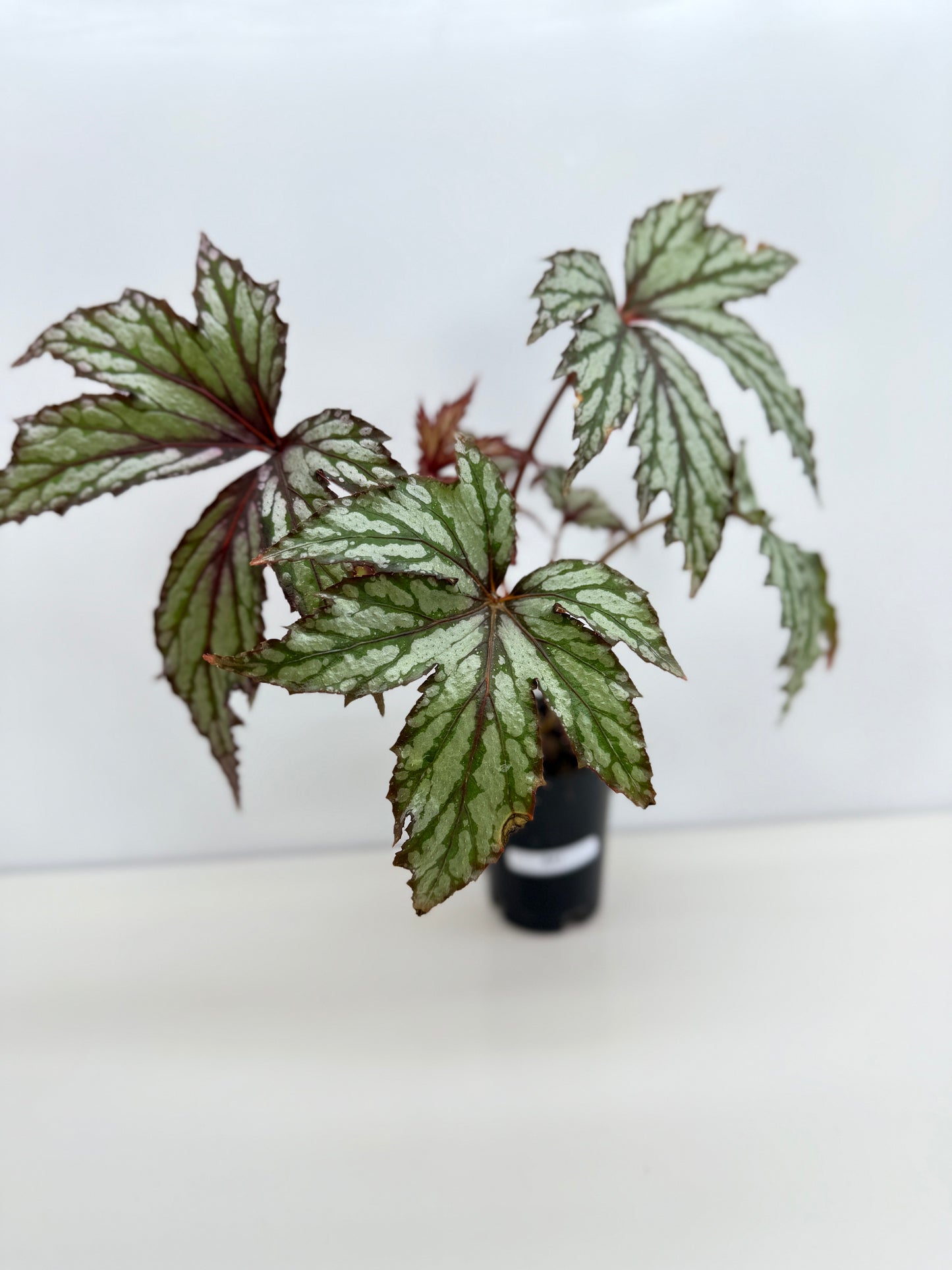 Begonia Benitochiba Z41