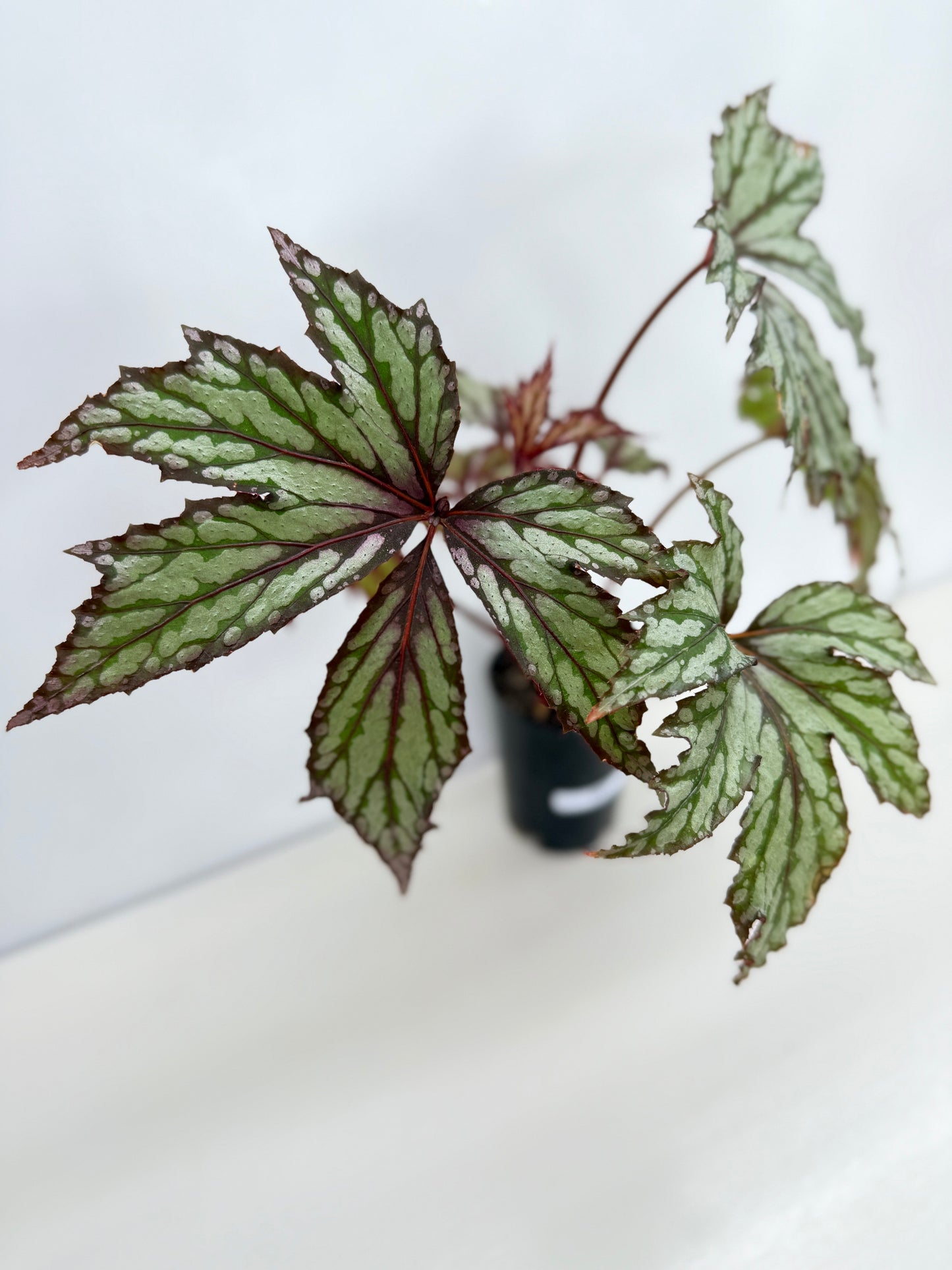Begonia Benitochiba Z41