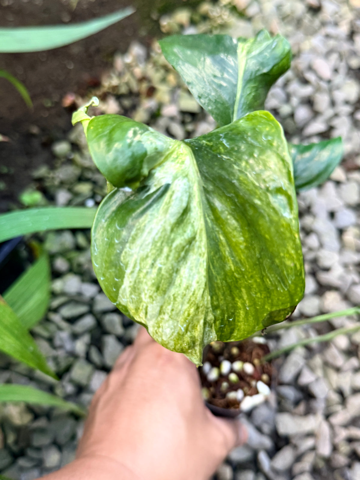 Epipremnum Sp. 'Bali Hanoman' NONTC - Matured Form S15