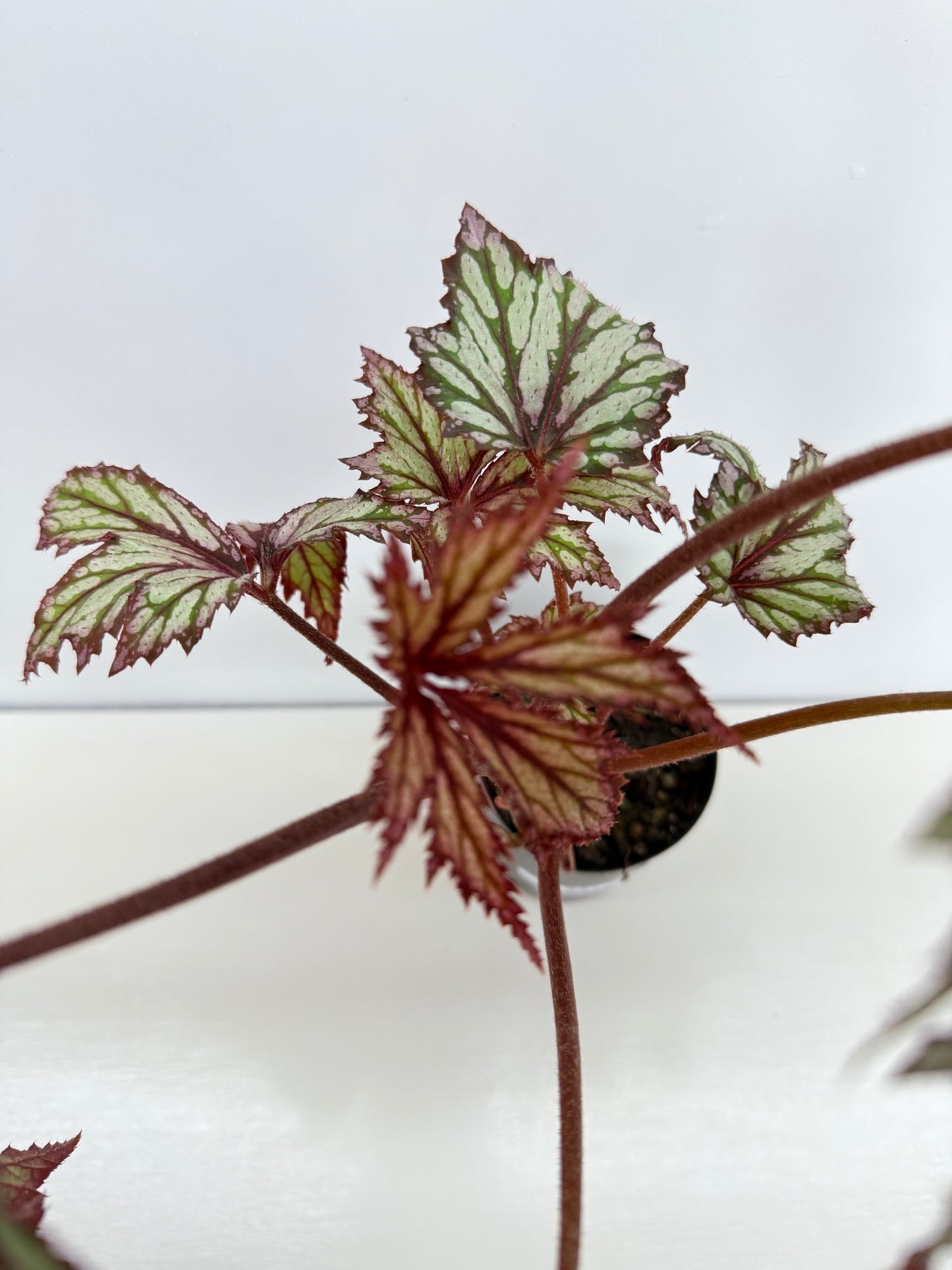 Begonia Benitochiba Z41