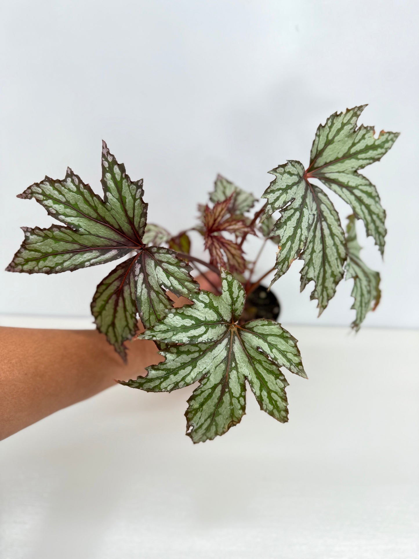 Begonia Benitochiba Z41