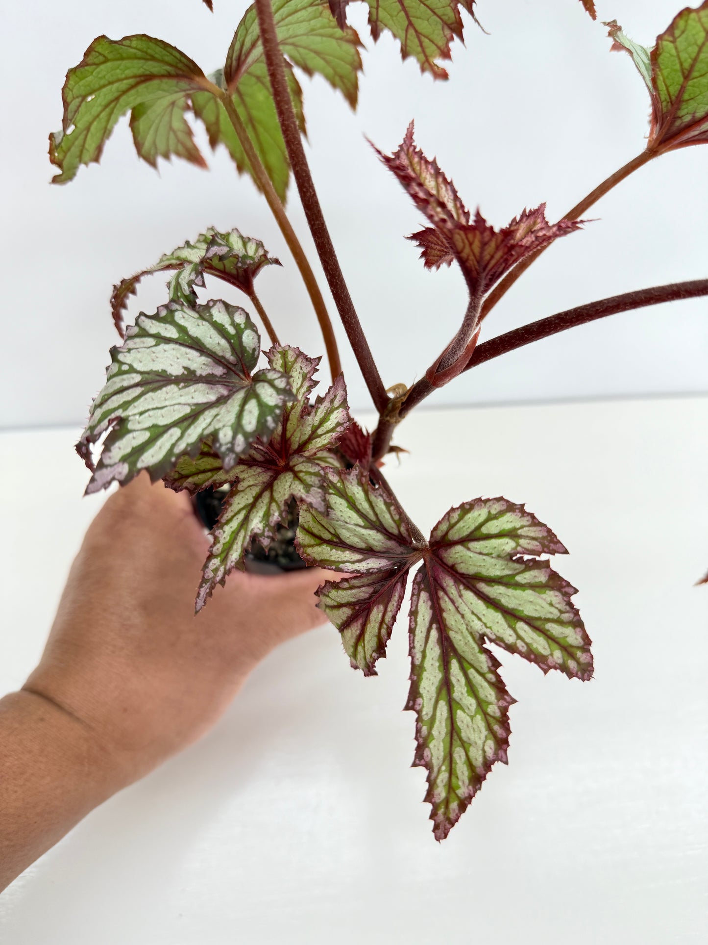 Begonia Benitochiba Z41