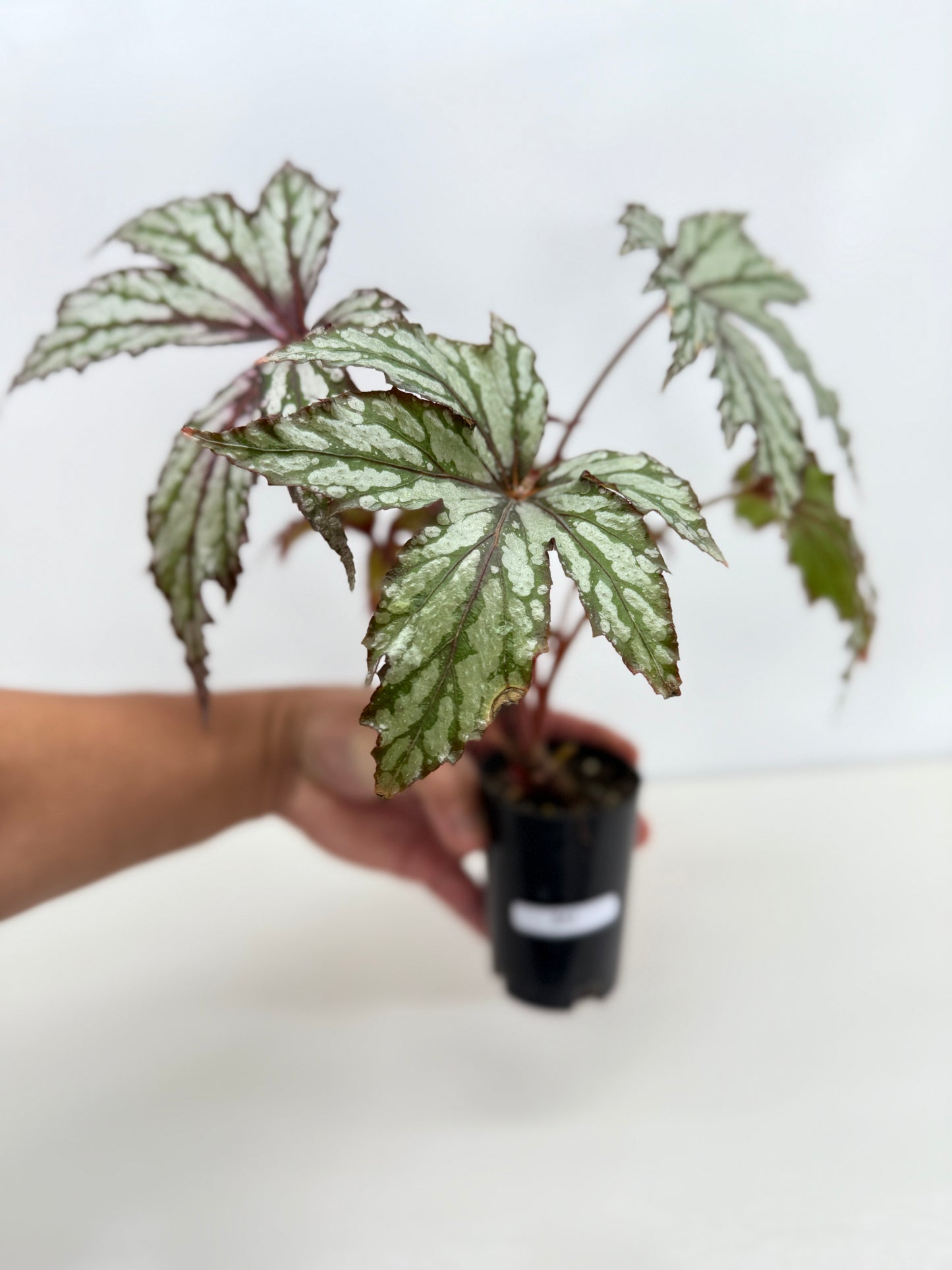 Begonia Benitochiba Z41