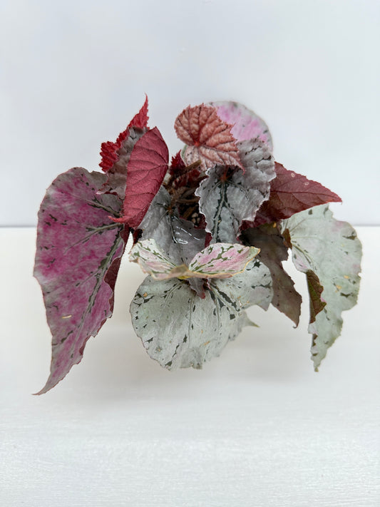 Begonia Silver White Z42