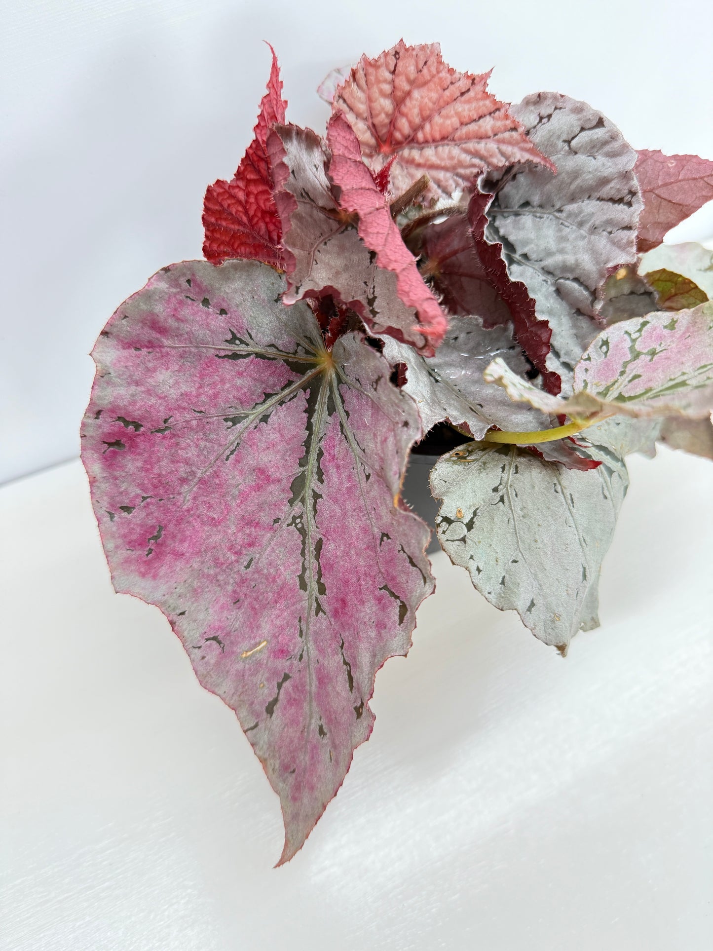 Begonia Silver White Z42