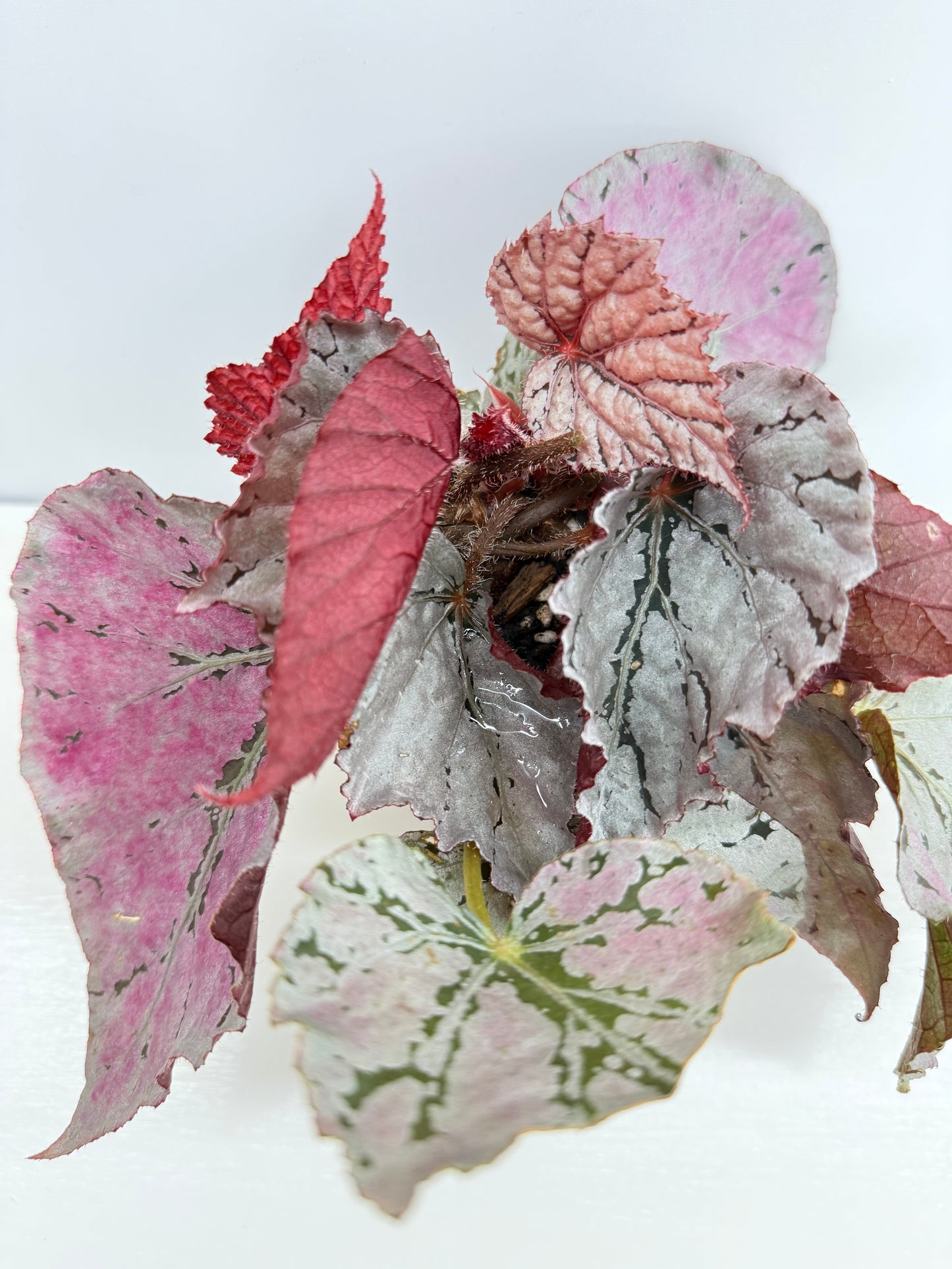 Begonia Silver White Z42