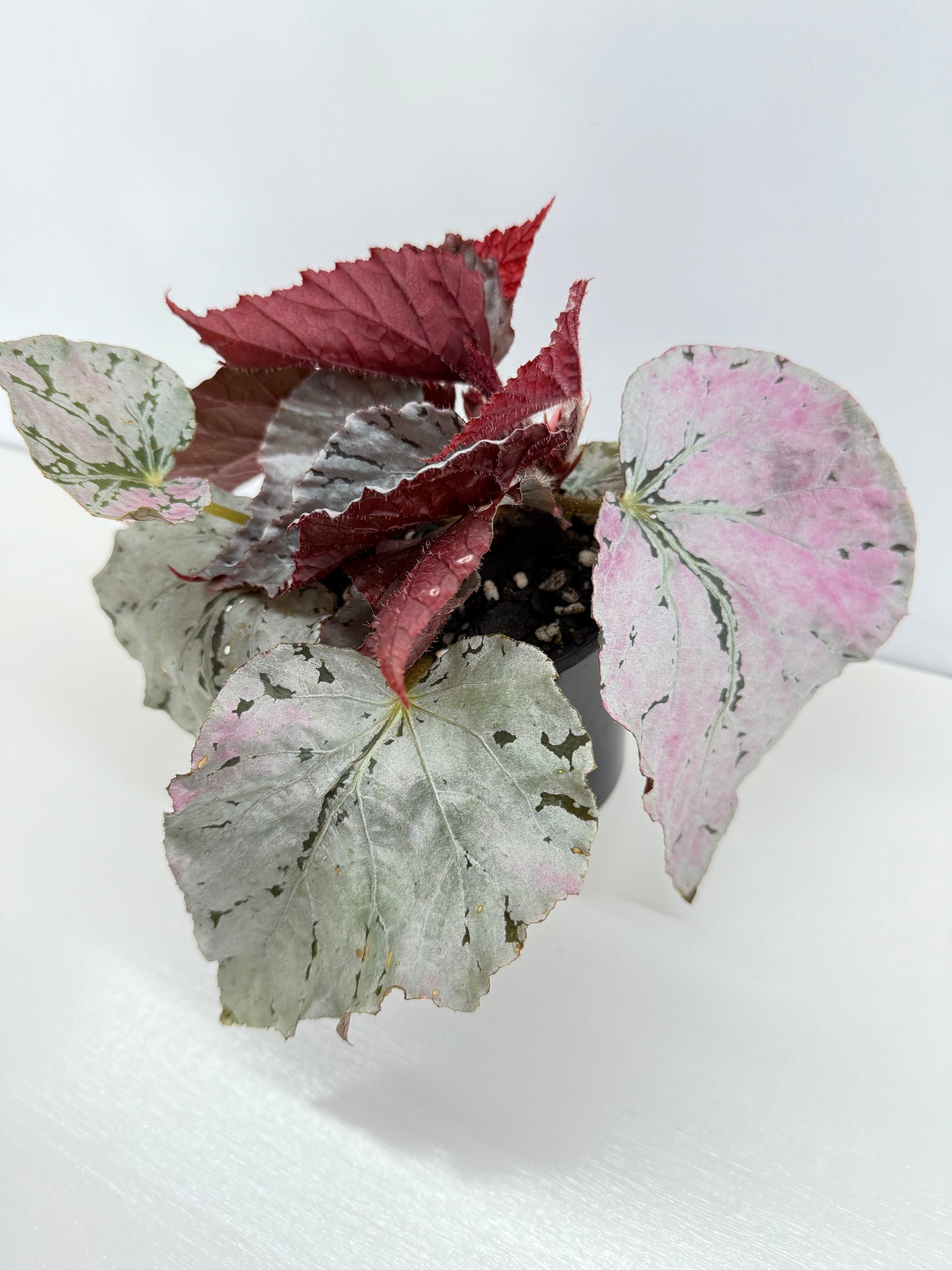 Begonia Silver White Z42